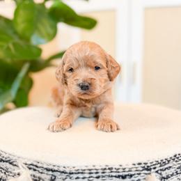 Story - Apricot female Goldendoodle puppy in Jackson, Tennessee from Doodlebug Farms
