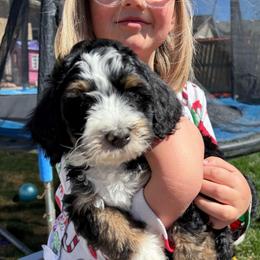 Roman - Tri-color male Bernedoodle puppy in Eagle Mountain, Utah from Liberty Farms Puppies