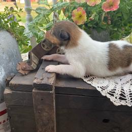 Finlay - Sable and white male Collie puppy in Hinckley, Minnesota from Rusty Spur Collies