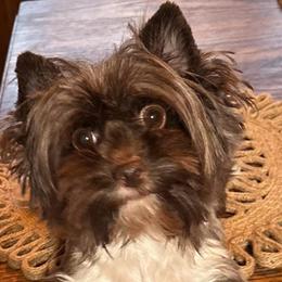 Mocha - Yorkshire Terrier