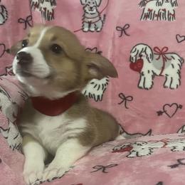 Rose - White and red female Pembroke Welsh Corgi puppy in New Waverly, Texas from Corgie & Cream Paradise