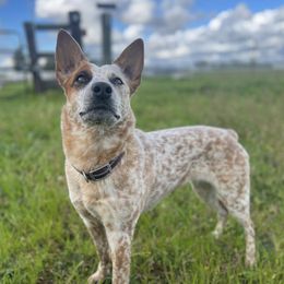 Secret - Australian Cattle Dog