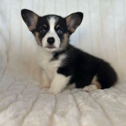 Girl 5 - Black and tan female Pembroke Welsh Corgi puppy in Surprise, Arizona from Ruff and Rowdy Corgis