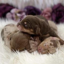 Dachshunds from Hidden Valley Hounds