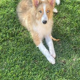 Shetland Sheepdog Puppies from K&A Shetlands Sheepdog's