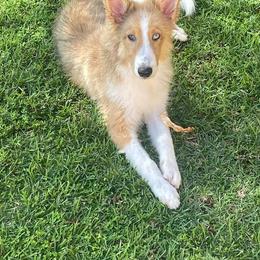 Shetland Sheepdog Puppies from K&A Shetlands Sheepdog's