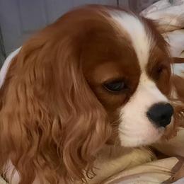 Ollie - Cavalier King Charles Spaniel