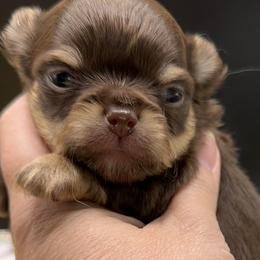 Chihuahuas from Tenderheart Chihuahuas