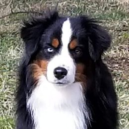 Miniature American Shepherd Puppies from Gordonview Farm