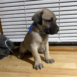 Blue - Yellow male Black Mouth Cur puppy in Warsaw, Missouri from Heritage Cow Dogs