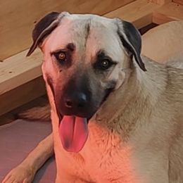 Anatolian Shepherd Dogs from Harris' Anatolian Livestock Guardian Dogs