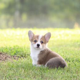 Pembroke Welsh Corgi Puppies from Elderwood Farms