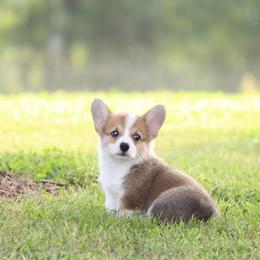 Pembroke Welsh Corgi Puppies from Elderwood Farms