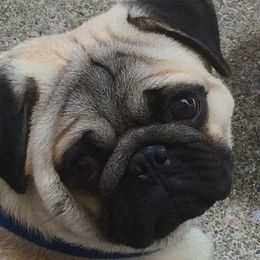 Olli - Pug