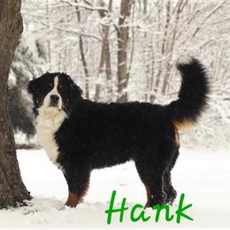 Hank - Bernese Mountain Dog