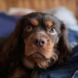 Rolo - Cavalier King Charles Spaniel