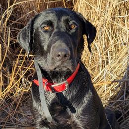 AKC OFA DNA STUD - Black male Labrador Retriever puppy in Spring Creek, Nevada from Badland Kennel