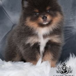 Selena - Blue and tan female Pomeranian puppy in Fultonville, New York from Sandy Aussies & Pomeranians