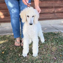 Oliver - White male Poodle puppy in Roseville, California from Aura & Luxe Poodles