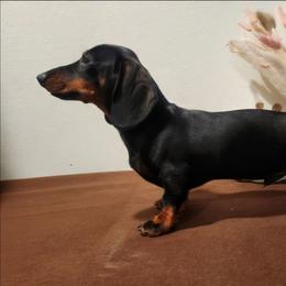 Arlo - Dachshund