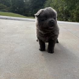 Chow Chow and Pomeranian Puppies from Pits and Poms LLC