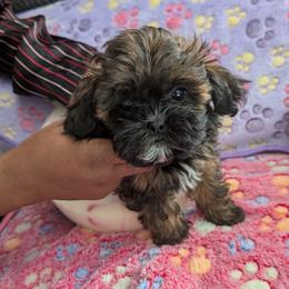 Mink - Shihpoo
