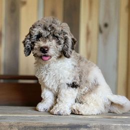 Butter Pecan - Merle male Bernedoodle puppy in Sparta, Missouri from Sis' Doodles & Poodles