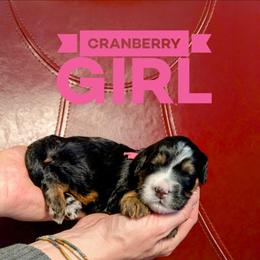 Cranberry - Tri-color female Bernedoodle puppy in Cambridge, Minnesota from Country Meadow Doodles