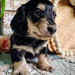 Callie - Black and cream female Dachshund puppy in Thomaston, Georgia from UGG Ranch