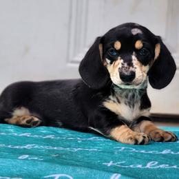 Trailmix - Dapple male Dachshund puppy in Mount Sherman, Kentucky from Kaleidoscope Dachshunds and Whippets
