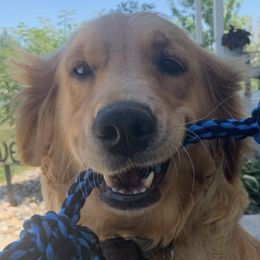 Dachshunds and Golden Retrievers from Chupp’s Puppies