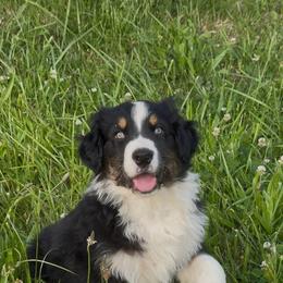 Daffy - Black tri-color male Australian Shepherd puppy in Camas, Washington from Sayre Australian Shepherds