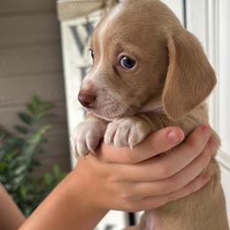 Maui (Boy 1) - Cream male Dachshund puppy in Corona, California from M & M Doxies