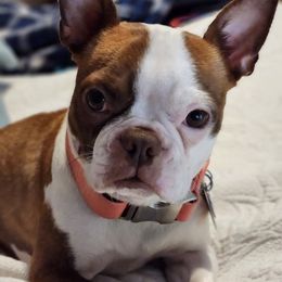Angel - Boston Terrier