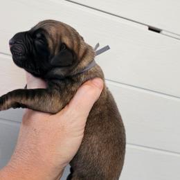 Boy 2 - Fawn male Mastiff puppy in Linton, Indiana from Riggins Mastiffs and Danes