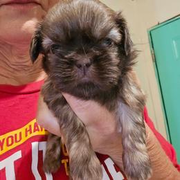 Female Chocolate new video - Chocolate female Shih Tzu puppy in Missouri from Farm Animal Mommy Shih tzu's Michalek Dog Breeder