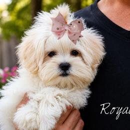 Royalty - White and lemon female Maltese puppy in Warren, Michigan from Danielle's Yorkie Babies