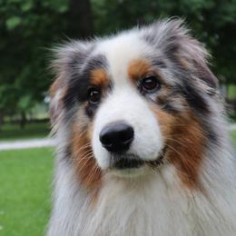 Dash - Australian Shepherd