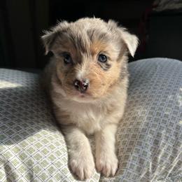 Cruz - Blue merle female Australian Shepherd puppy in Grants Pass, Oregon from Carmel Mountain Aussies