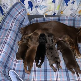 Dachshund Puppies from DreamHaven Kennel