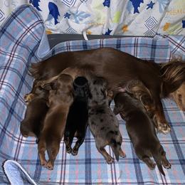 Dachshund Puppies from DreamHaven Kennel