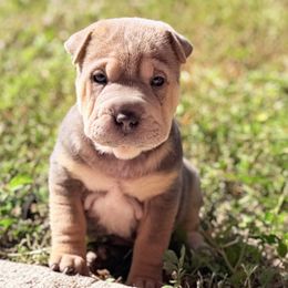 Soy Sauce - Blue sable female Chinese Shar-Pei puppy in Lehigh Acres, Florida from Florida Wrinkles