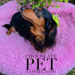 Bernedoodles, Dachshunds, and Poodles from Chocolate Pet Connection