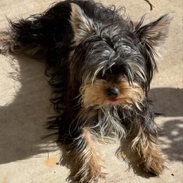 Cujo-Blue collar - Black and tan male Yorkshire Terrier puppy in Lampasas, Texas from Lone Star Yorkies Texas