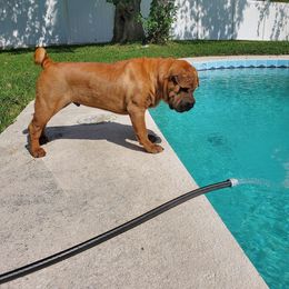 Chinese Shar-Pei Puppies from Sunspire Shar-Pei