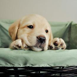 Labrador Retriever Puppies from Kingridge Kennels