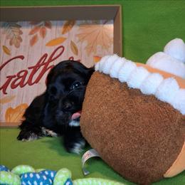 Julia - Black female Cocker Spaniel puppy in Crossville, Tennessee from Timber Sunrise Cockers