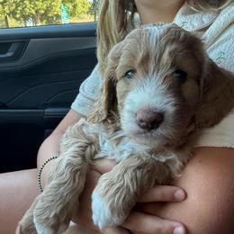 Sweet Pea - Apricot female Goldendoodle puppy in Galt, California from Mollyslilpups