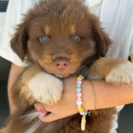 Australian Shepherds from Cooper Plantation