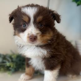 Buster - Red tri male Toy Australian Shepherd puppy in Ambrose, Georgia from Brandilyn's Aussies